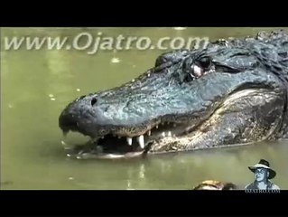 Python vs Alligator - Python attacks Alligator
