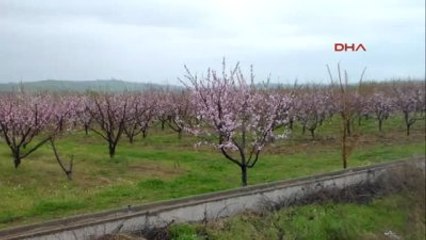 Çanakkale Erken Gelen Bahara Aldanan Meyve Ağaçlarını Don Vurdu