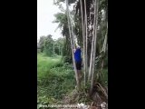 VideoCassetada - Gordinho Se Fu    em cima da Árvore kk