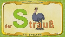 Multipedia der Tiere. Buchstabe S - der Strauß