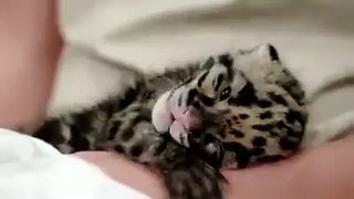 Beautiful Cheetah cub