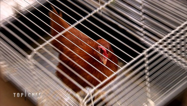 EXCLU ! Une poule vivante, mais qu'est-ce qu'ils veulent faire avec une poule ?? , Top Chef, la guerre des restaurants, lundi à 20:55 sur M6