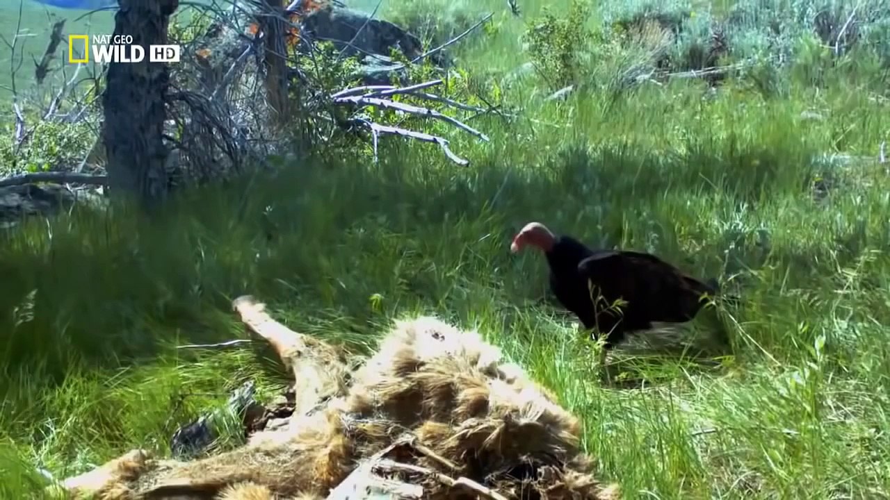 Discovery channel animals documentaries - The Wild Yellowstone Nature documentary 2016 Ani