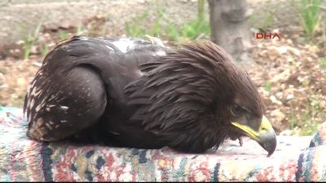Kahramanmaraş Yaralı Kartal Tedaviye Alındı