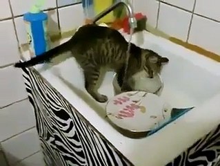 Cat washing dishes!---------------------like us Funny videos