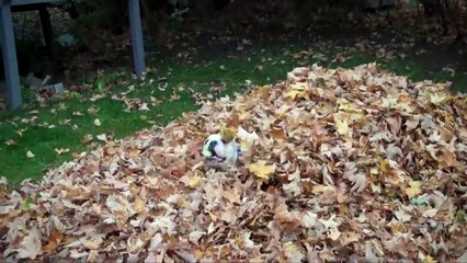 English Bulldogs Are Awesome  Compilation