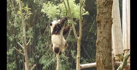 How pandas feed