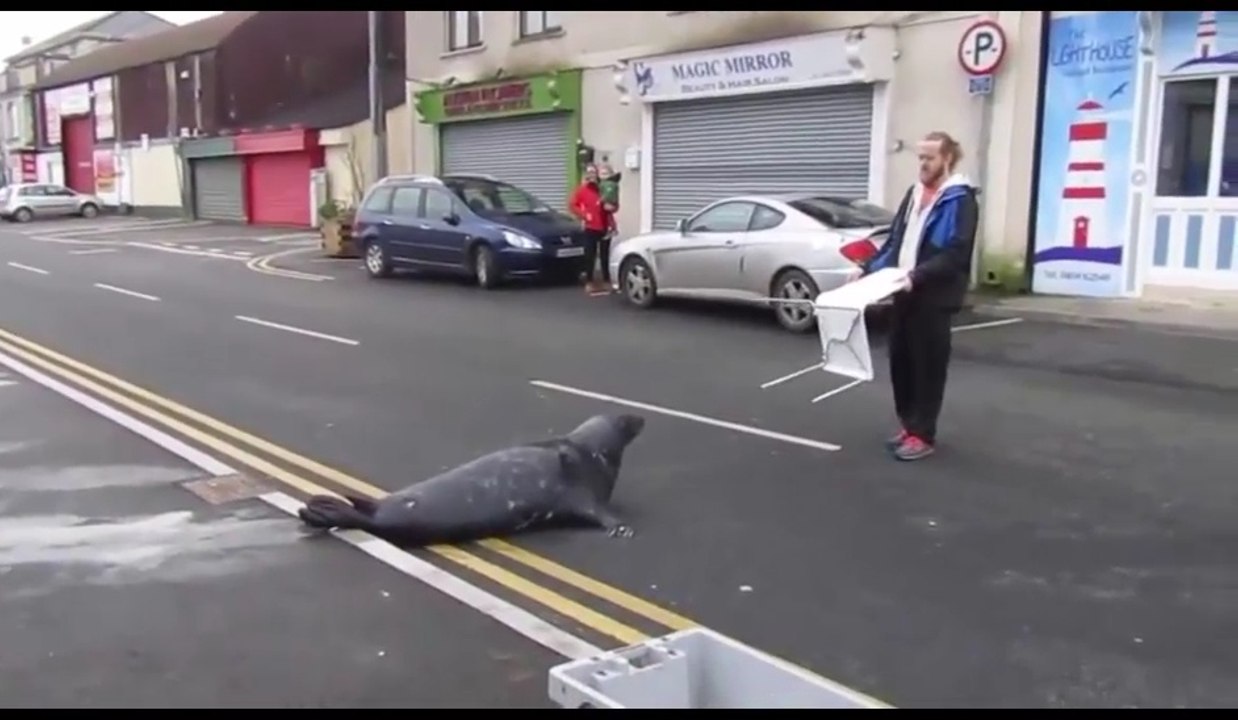 The seal likes to eat at a fish restaurant