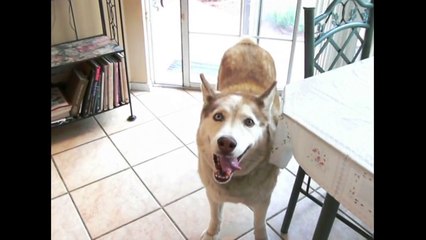 Huskies Are Awesome  Compilation