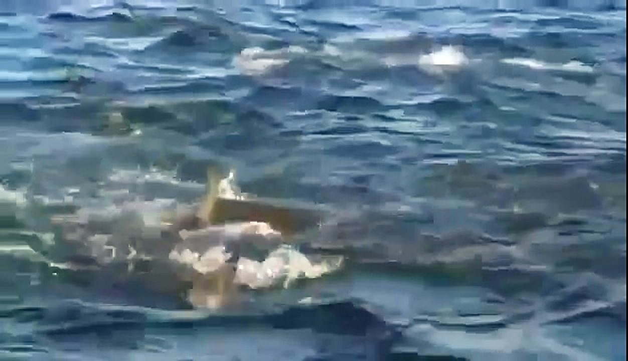BIZARRE NATURE Strange Weird Events 70