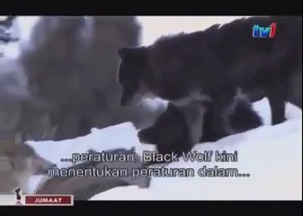 BLACK WOLF Hybrid vs Wolves of Yellowstone 3