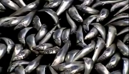 BIZARRE NATURE Strange Weird Events 74