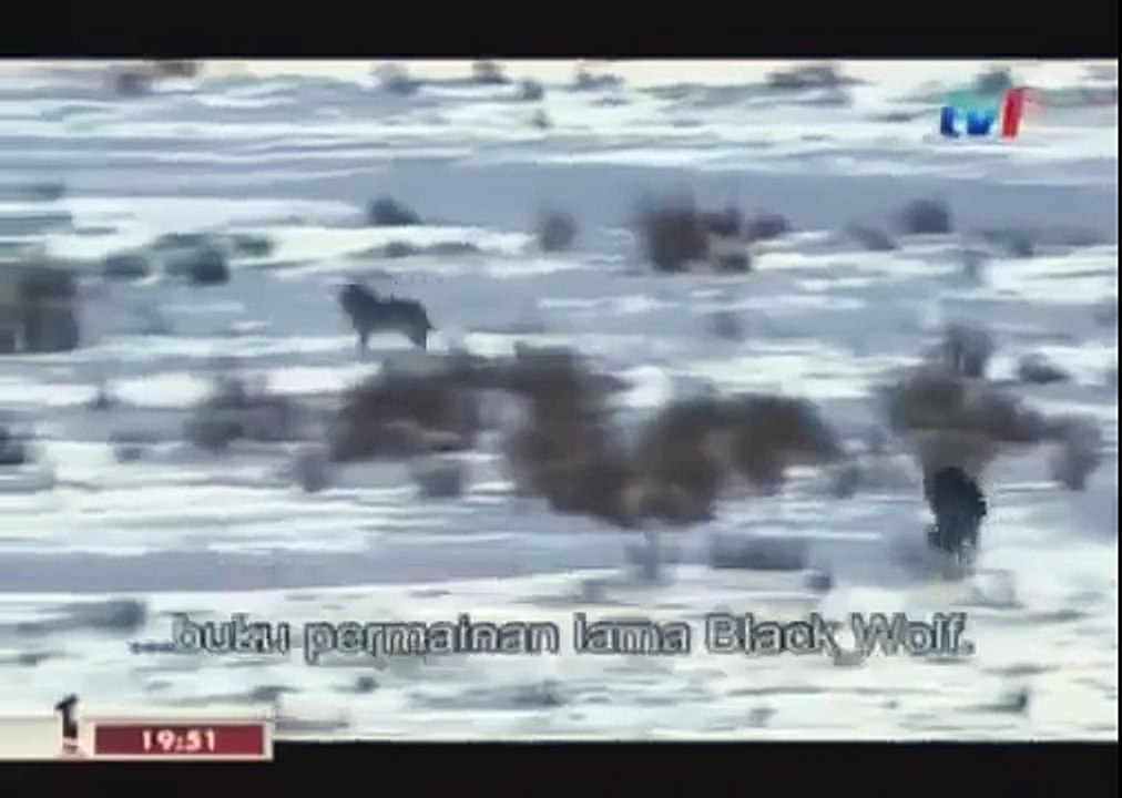 BLACK WOLF Hybrid vs Wolves of Yellowstone 10