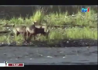 BLACK WOLF Hybrid vs Wolves of Yellowstone 18
