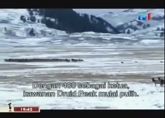 BLACK WOLF Hybrid vs Wolves of Yellowstone 25