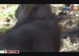 BLACK WOLF Hybrid vs Wolves of Yellowstone 31