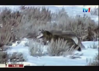 BLACK WOLF Hybrid vs Wolves of Yellowstone 37