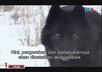 BLACK WOLF Hybrid vs Wolves of Yellowstone 41