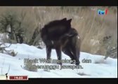 BLACK WOLF Hybrid vs Wolves of Yellowstone 44