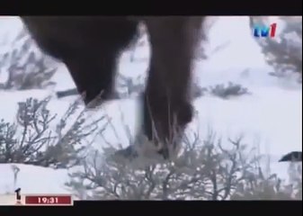 BLACK WOLF Hybrid vs Wolves of Yellowstone 46