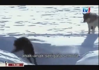 BLACK WOLF Hybrid vs Wolves of Yellowstone 58