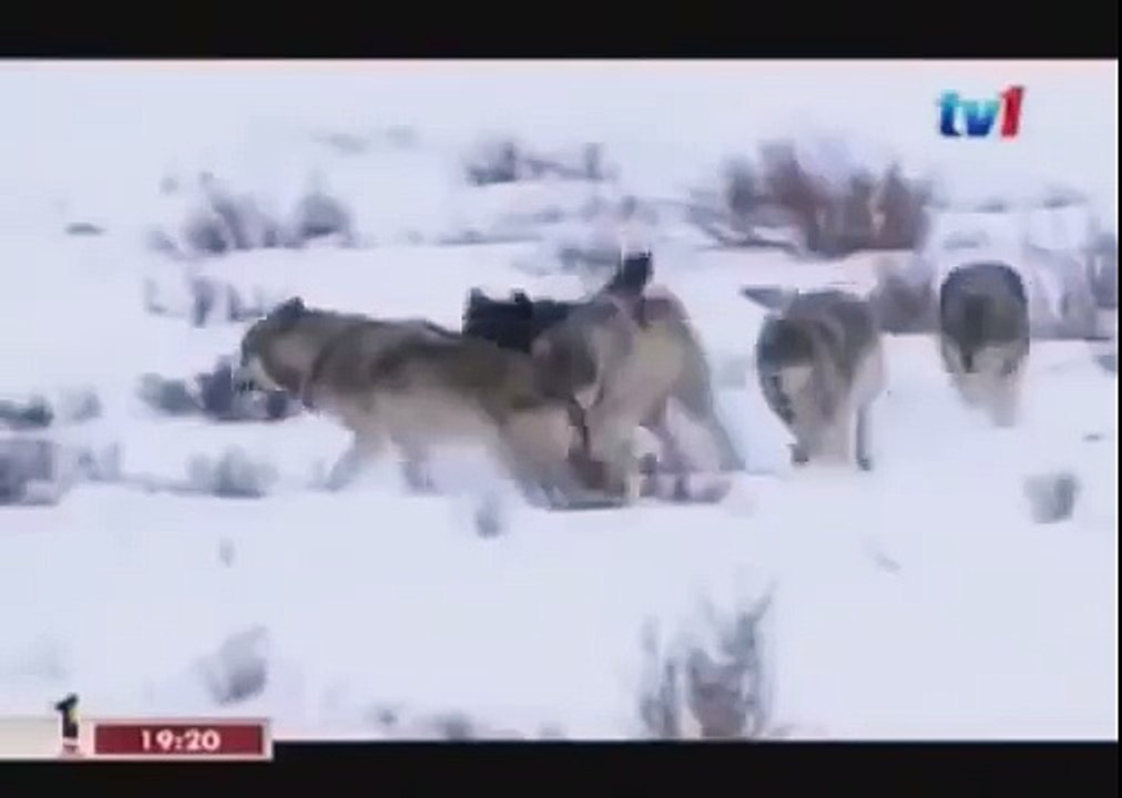 BLACK WOLF Hybrid vs Wolves of Yellowstone 59