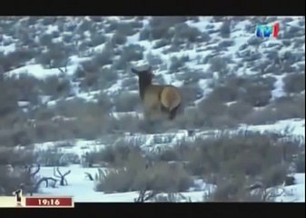 BLACK WOLF Hybrid vs Wolves of Yellowstone 66