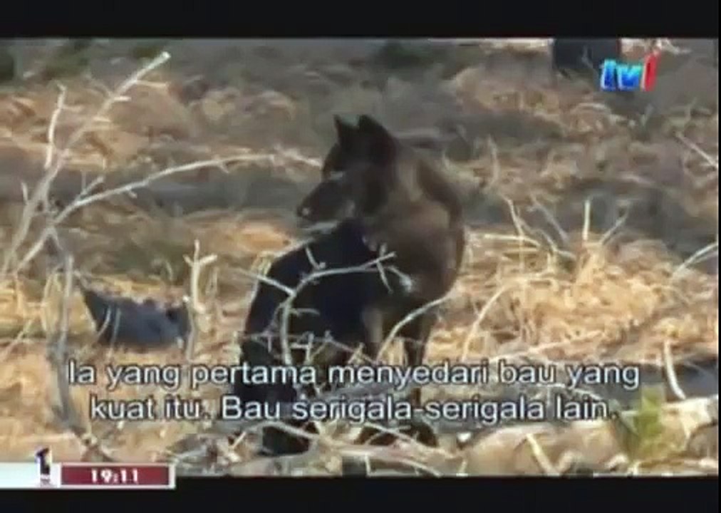 BLACK WOLF Hybrid vs Wolves of Yellowstone 73