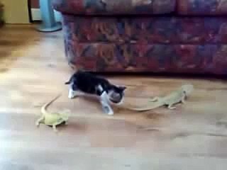Un chaton effrayé par deux lézards !