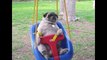Pugs Are Awesome  Compilation