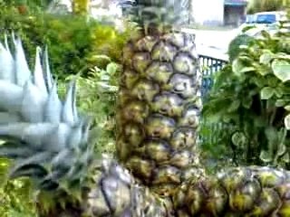 Ananas