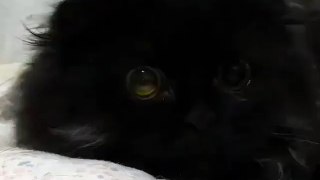 Amazing Cat Eyes