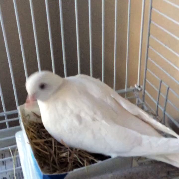 Making a nest.