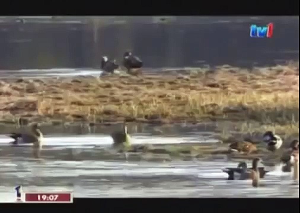 BLACK WOLF Hybrid vs Wolves of Yellowstone 81