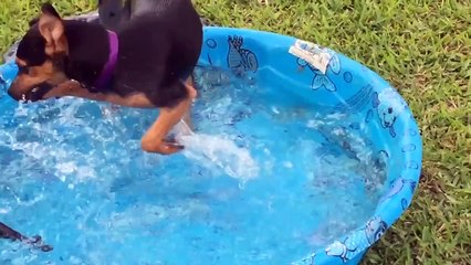 Puppies Are Awesome  Compilation