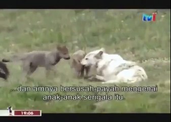 BLACK WOLF Hybrid vs Wolves of Yellowstone 83