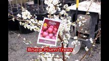 Fruit trees for residental landscape spaces... The Bruce Plum Trees   on  sale