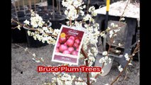 Fruit trees........ for residental landscape spaces... The Bruce Plum Trees