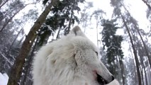 Howling white wolves