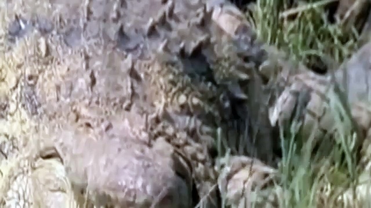 Croc kills Lion HD 6