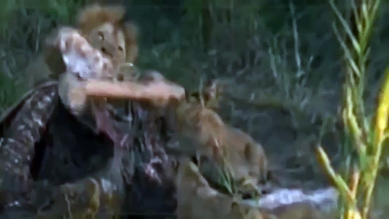 Croc kills Lion HD 11