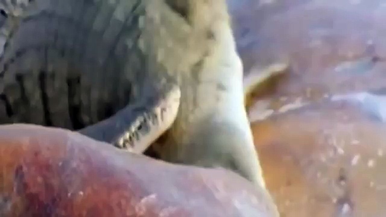 Croc kills Lion HD 13