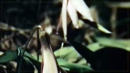 Croc kills Lion HD 22