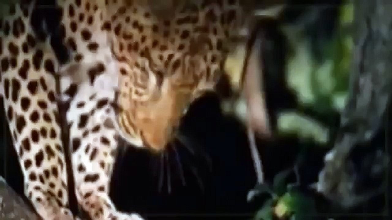 Croc kills Lion HD 25