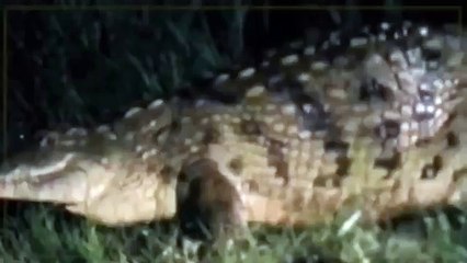 Croc kills Lion HD 26