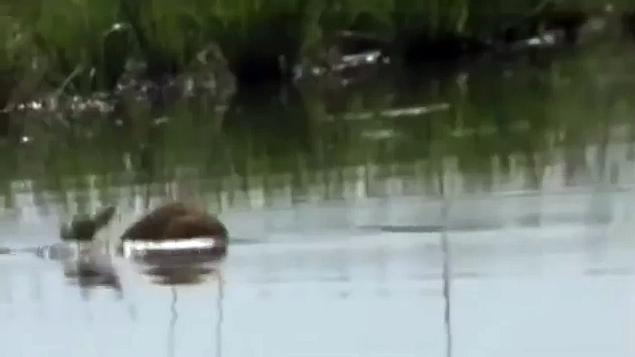 Croc kills Lion HD 32