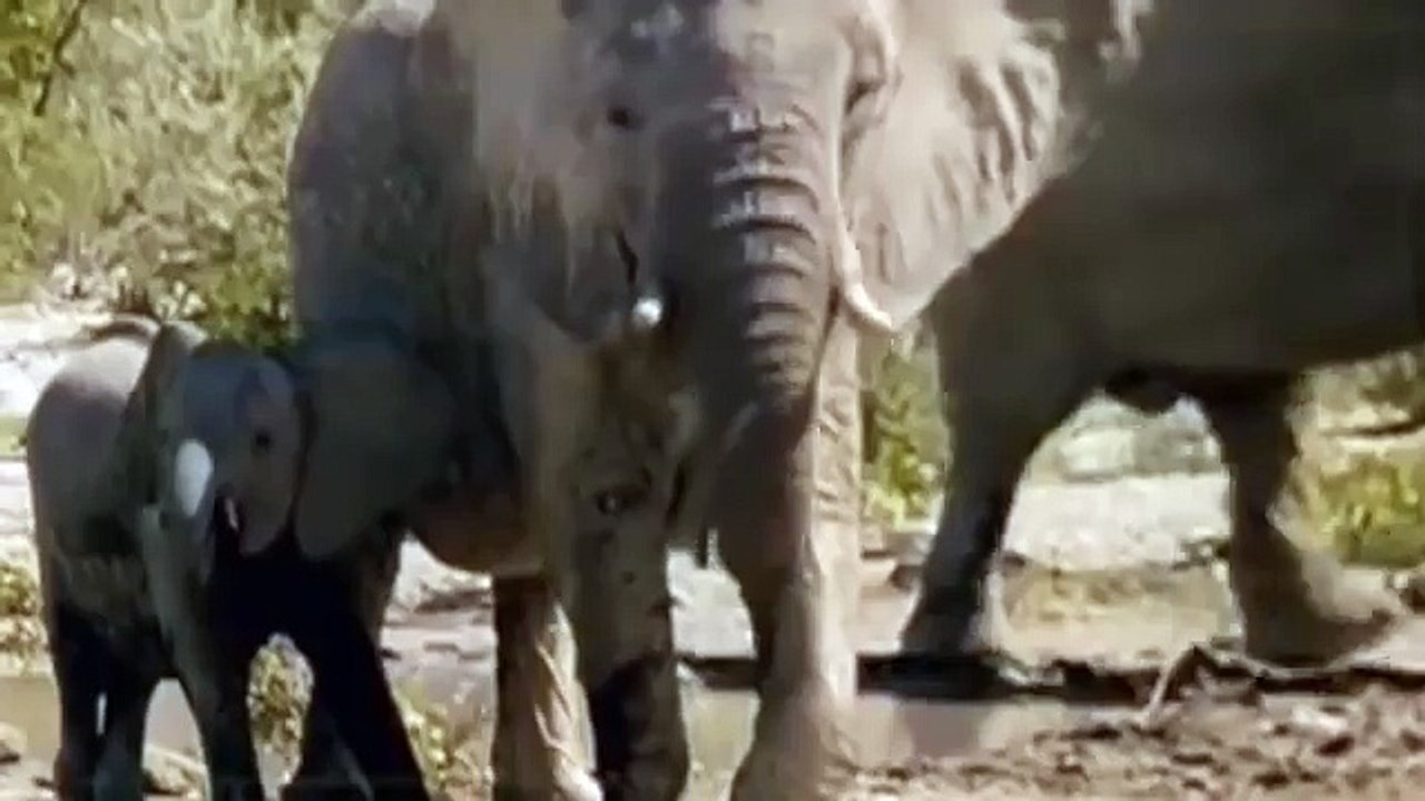 Croc kills Lion HD 43
