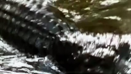 Croc kills Lion HD 52