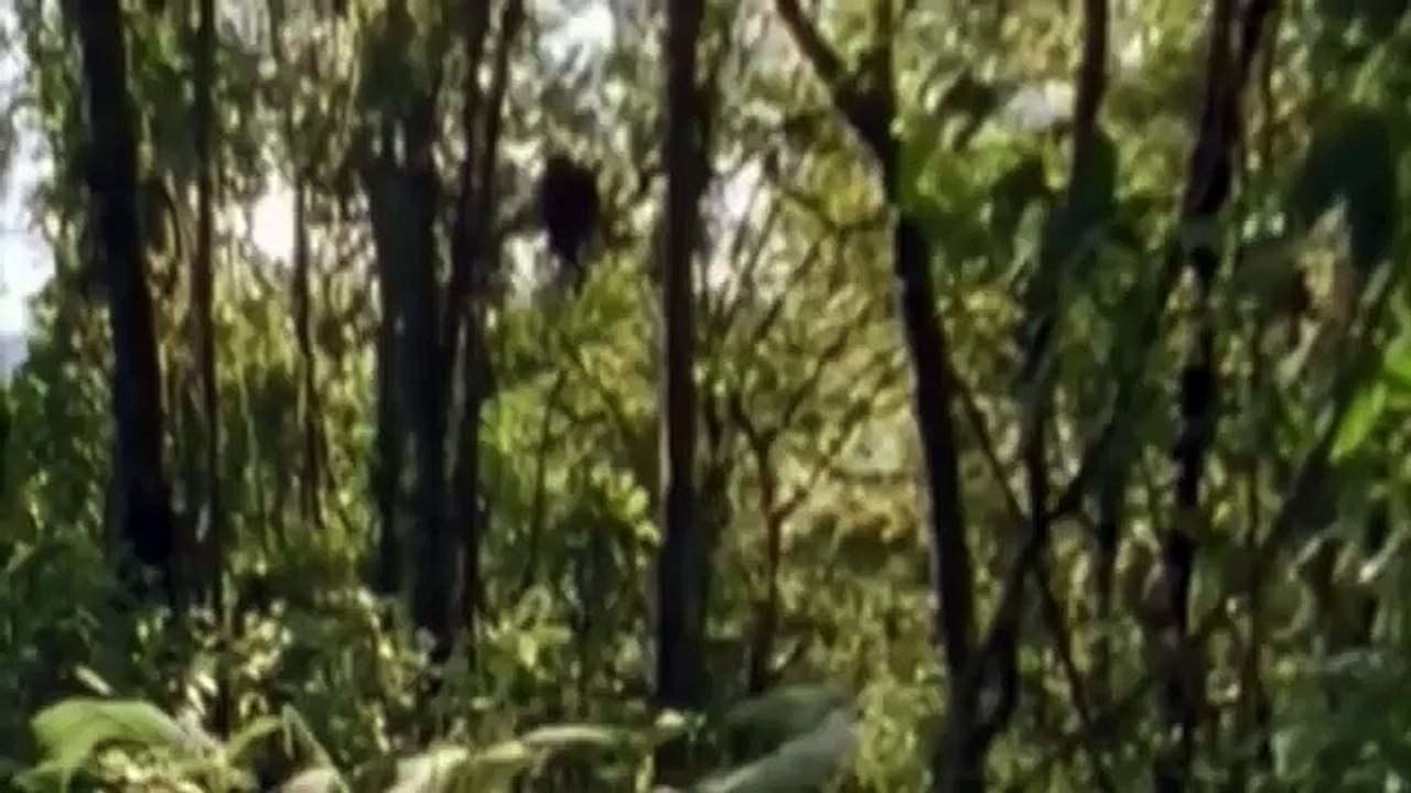 Croc kills Lion HD 59