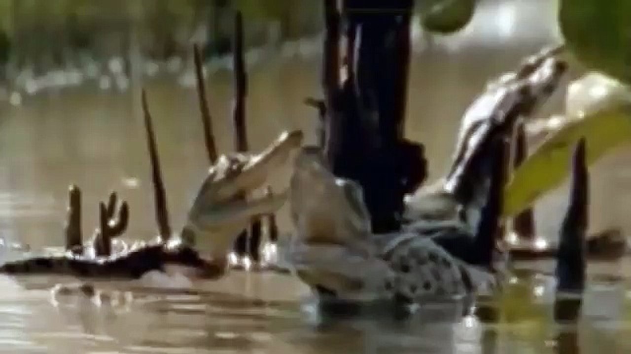 Croc kills Lion HD 64